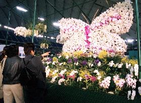Orchid exhibition to open in Tokyo